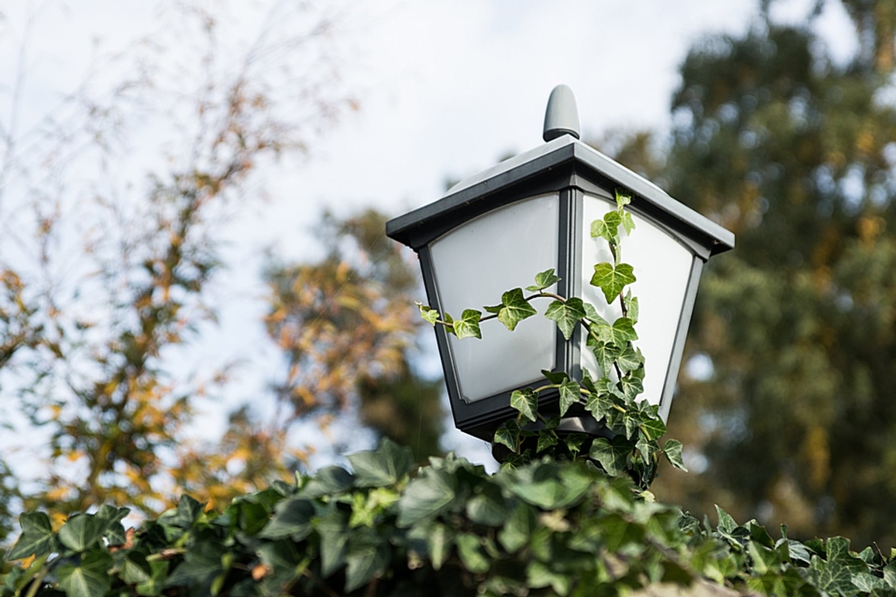 Gartenlaterne mit Efeu close-up